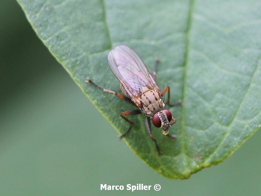 Coenosia tigrina,   Muscidae